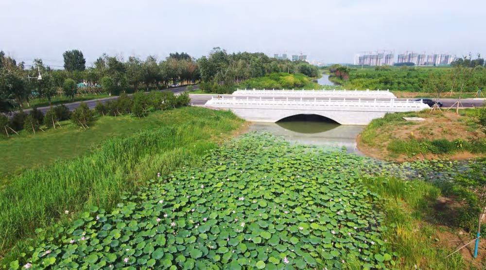 山东齐河县黄河国际生态城G309景观绿化工程施工项目